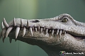VBS_0975 - Dinosauri. Terra dei giganti
